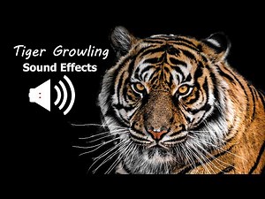 Tiger Growling sound effect in high quality [copyright free] | Animal Sounds