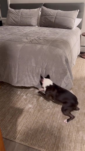 Boston terriers are the best 😄 #bostonterrierlife #bostonterrier #doggames