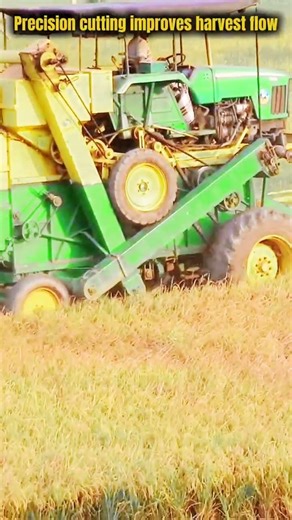 Powerful Rice Harvesting Work Skill That Feels Efficient Today