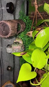 How to keep tree frogs happy, healthy, and well fed