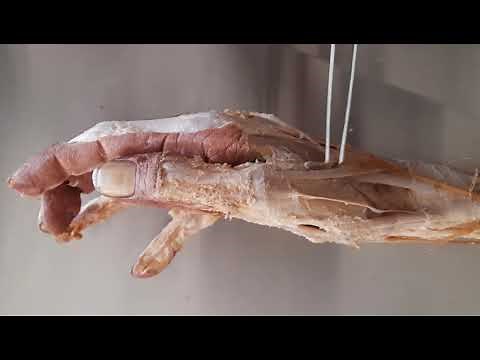 Anatomical snuff box