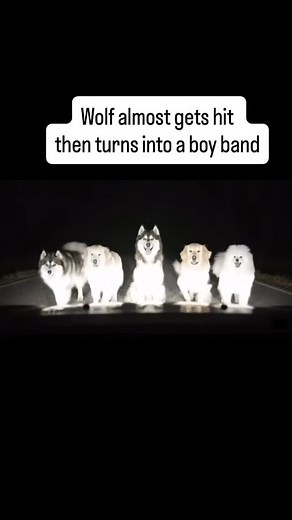 Erik Mathis on Instagram: "Wolf almost gets hit then turns into a boy band"