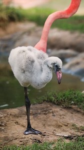 102K views · 2K reactions | It’s a flamingo baby boom! 囹 We’re...