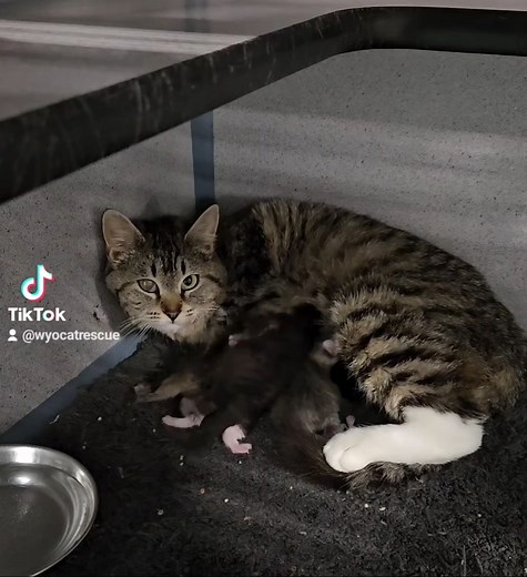 Every kitten season comes with a surprise, and this year, it was Jazz! We got a call on Sunday that a feral cat had given birth under someone's porch. She must have known she needed help, because even though she had never let people touch her before, she went to the door of the people that had been feeding her, and cried until they came outside. She then led them to her newborn kittens under the porch, and waited for help. They loaded her and her babies into a carrier, and brought them to Second