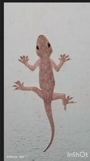 House lizard. Hemidactylus frenatus.