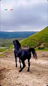 21K views · 103 reactions | Nature's Steeds on Reels | Facebook