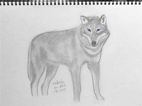 How to draw a wolf/Πως να ζωγραφίσω έναν ΛΥΚΟ