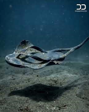 Human Actions in the Ocean | The Hidden Impact of Plastic Pollution on Marine Life 🌊