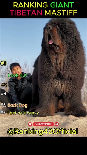 Ranking World's Most Expensive Dog