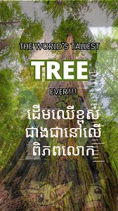 9.7K views · 150 reactions | Meet Hyperion The World's Tallest Tree -...
