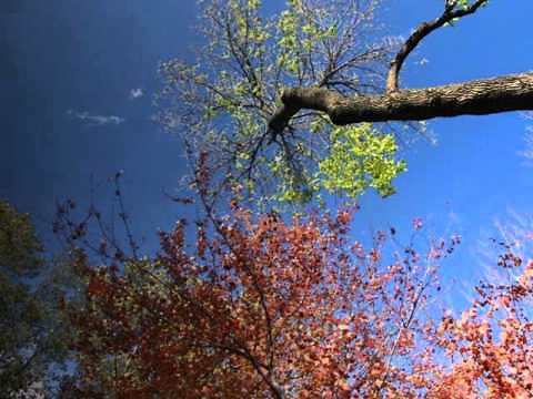 Relaxation: The Laura Mitchell Method