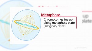 Metaphase Plate | Definition & Formation