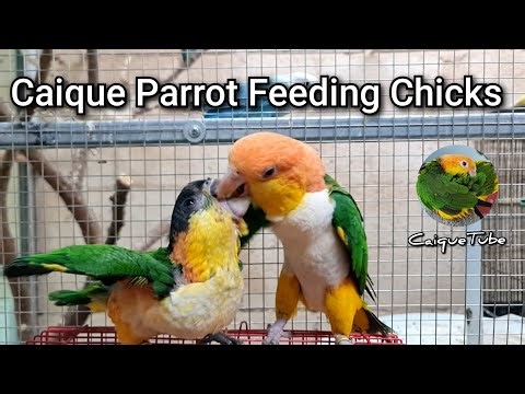 Feeding Caique Parrot Chick (2 Months Old) || Hand Feeding and Parent Feeding || CaiqueTube