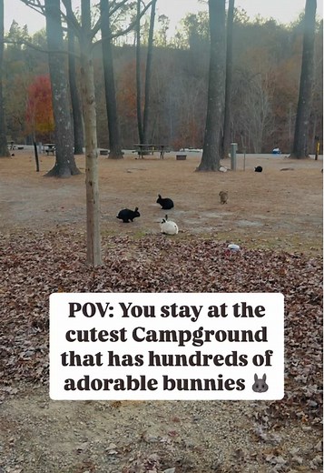 Details here ⬇️ 🏕️ Shenandoah Valley Campground 📍 Verona, VA We stayed on a quick overnight stop while passing through Shenandoah National Park and were surprised to see the cutest campground neighbors! There were literally hundreds of bunnies all over the campground. We had so much fun feeding them lettuce and carrots and watching them run around! If you are looking for a place to stay while visiting Shenandoah National Park, we’d definitely recommend! There was plenty of space for our big 43