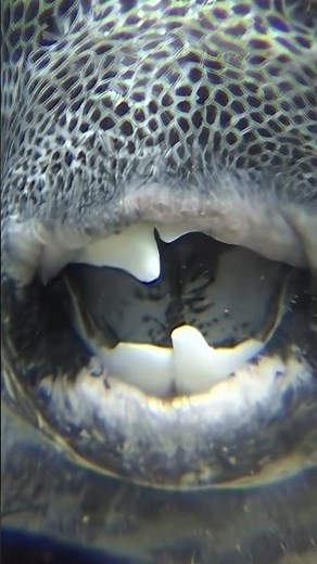 Extreme close-up of a starry pufferfish mouth in the Red Sea