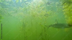 Catch of fish. Common Roach on the hook. Underwater video from fresh water lake. Outdoor sports and leisure. Animals in nature. Stock Video