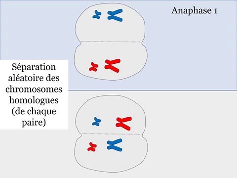 le brassage interchromosomique lors de la méiose