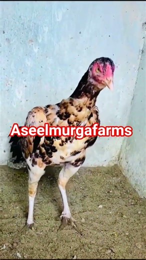 #aseelmurgafarms #mushkiaseel #lasaniaseel #chaudharykamranshahidfarm #poultryfarming #birds #viral