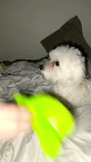 pokaż swoje pieska 🐶🥰 #trend #trend #dance #dog #cute #smal #maltese #subscribe #memes #funny