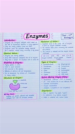 Enzymes | Class 11 Biology | NCERT + NEET 🧬⚡