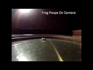 Frog Poops on GoPro