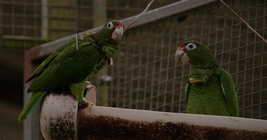 Climate change may drive millions of species to extinction