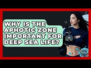 Why Is The Aphotic Zone Important For Deep Sea Life? - The Marine Life Explorer