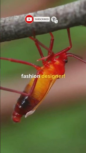 The Assassin Bug: Nature’s Creepiest Camouflage! 🕷️💀