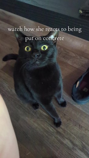Black Cat Loves Concrete! 🐈❤️