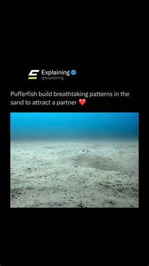 Explaining on Instagram: "Male white-spotted pufferfish craft large circular patterns in the sand, sometimes up to two meters wide, as part of their courtship ritual. Using their fins, they spend days sculpting ridges and grooves, then decorate the design with shells and coral to attract females. The structure not only impresses a mate but also helps guide currents and fine sand into the center, creating a safe nest for eggs until they hatch. Let us know your thoughts below! • #reels #explore #w