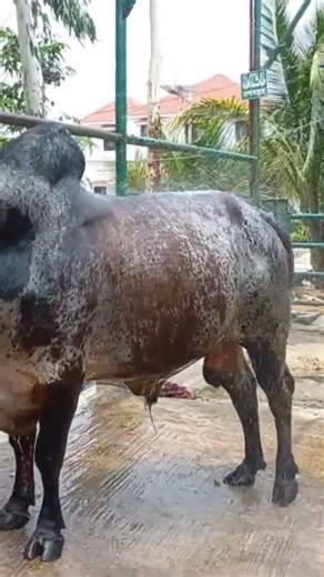 shower time big gyr #youtubeshorts #cow #bullfarm #bull #shortsvideo