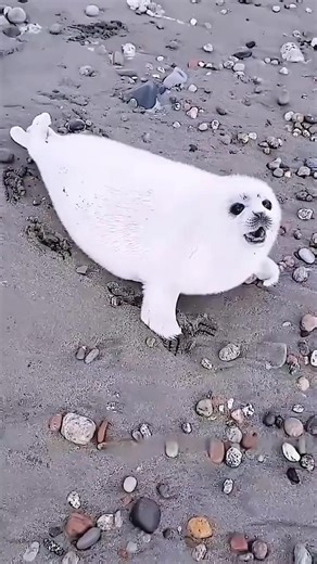 A little seals cry for help on the beach hides its fear animals lovestory pets rescue seal | Animals Discovery | Facebook