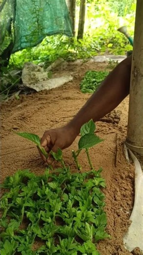 Propagate Hydrangea Macrophylla easily from cuttings 🌿✨ #Hydrangea #Gardening