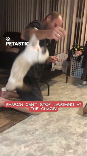 Grumpy Cat Finds a Box and Suddenly Declares War