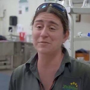 Edgar the Marabou stork's missing toe is making it difficult to get around so the zoo does all they can to help him. | National Geographic Animals