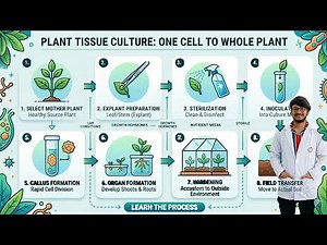 TISSUE CULTURE IS A TECHNIQUE OF GROWING PLANT CELLS THE PROCESS (STEP-BY-STEP)
