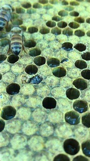 Worker Bee Emerges 🐝✨ First Look at Hive Life #shorts
