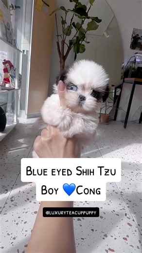luxuryteacuppuppy on TikTok