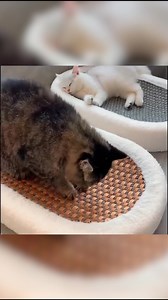 46K reactions · 3.6K shares |  Scratch, Lounge, Love: A Modern Take on Cat Relaxation!  Stylish & Comfortable Cat Furniture Instinct-Satisfying Scratch Surface Luxurious Plush Comfort Save with the current discount and claim the throne your cat deserves: https://happy-luna.com/products/scratchlounge | Happy-Luna | Facebook