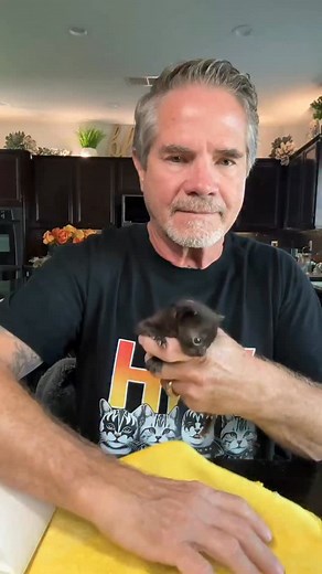 25K views · 8.1K reactions | Forest and Chickpea… ❤️..#davidloop65 #cat #catlife #catlover #kitten | David Loop | Facebook