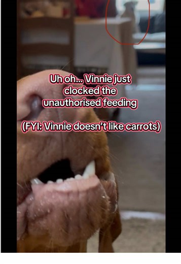 Dealing with Sibling Jealousy in Dogs