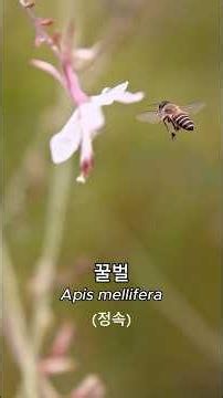 꿀벌과 나비바늘꽃(7월19일:초고속) #꿀벌, #Apis_mellifera, #나비바늘꽃, #초고속촬영, #Slow_motion, #High-speed_photograph