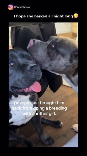 She’s hurting. He - seems unbothered 😕🐶 .(via/TT- @mal.ikk1 ) . . . . . . . . . . #dog #doglover #dogsofinstagram #dogsofinstagram #doggo #dogstagram #dogsofinsta #instadog #doglife #doglove #dogoftheday #dogofinstagram #dogmom #dogowner #staffy #staffygram #staffyworld #bullyworldwide | Paws n Canvas