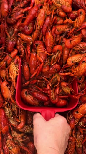 Crawfish Dance Party in Louisiana