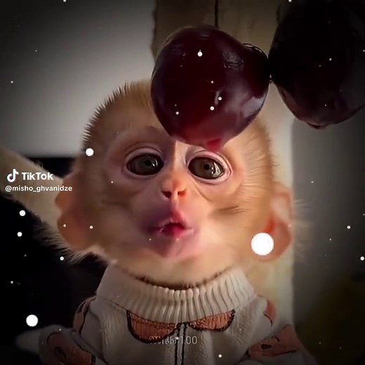 Cute Monkey Smiles That Will Make You Happy