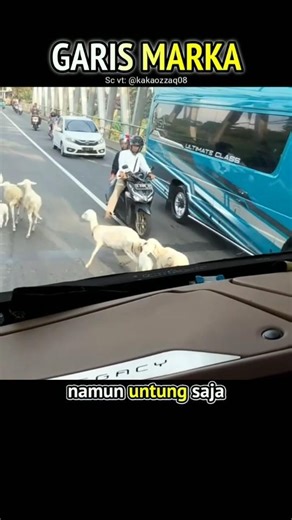 THIS DRIVER HAD TO BE PATIENT WHEN THE GOAT GROUP ENTERED THE ROAD #shorts
