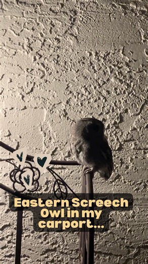 Creative Brains Grow Here on Instagram: "🦉Such a cool experience with an Eastern Screech Owl! I was inspired to create a new resource: Eastern Screech Owl Fun Facts & Nature Journal Activity! K-3 🦉 Get it here: https://creativebrainsgrowhere.org 🪶Bring nighttime nature learning into your classroom with this Eastern Screech Owl Fun Facts & Nature Journal Activity! 🔍This engaging, low-prep science resource helps young learners explore one of North America’s most fascinating nocturnal birds thr