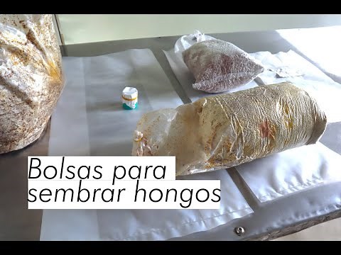 Bolsas para cultivo de hongos, alternativas económicas para el cultivo de setas