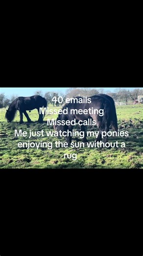 #fellpony #equestrianlife #nativepony #showing #native