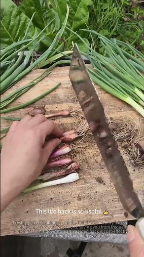 Rural wisdom: Regrow scallions from roots 🌱 #rurallife #diytools #lifehacks